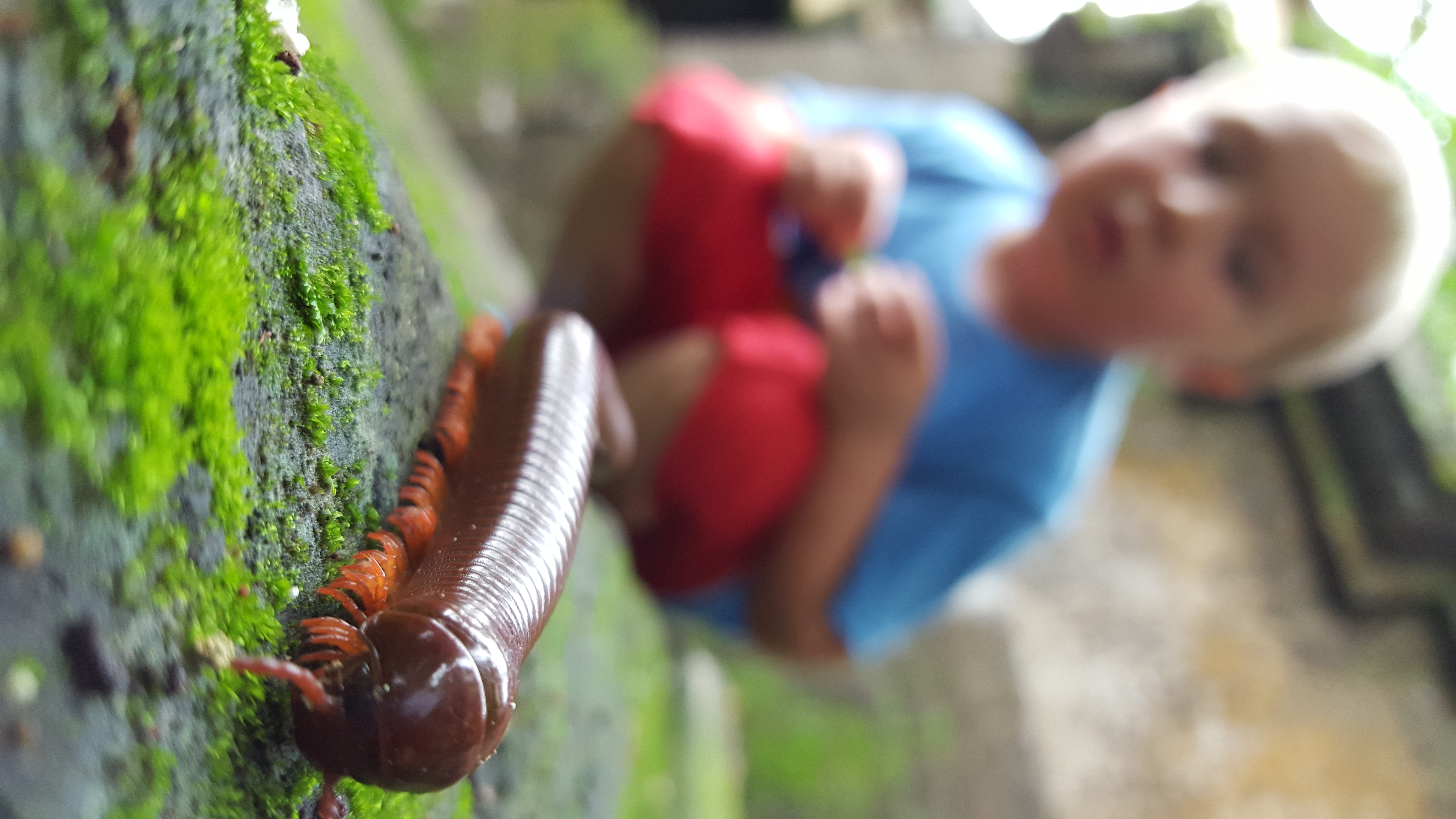 Little Thor watching the Balinese monster